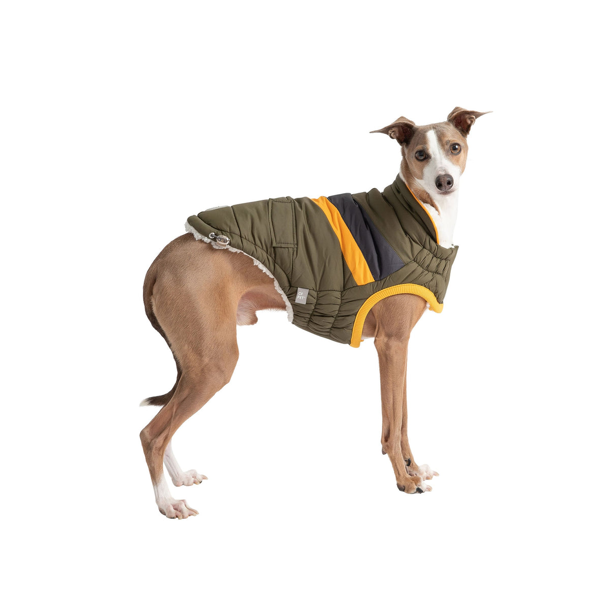 Dog wearing a green jacket with orange accents on a white background