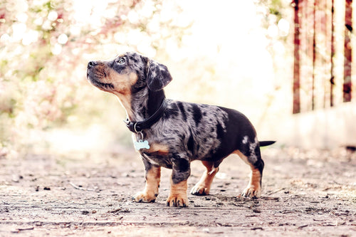 Dapple-colored dachshund standing on a path with a blurred natural background