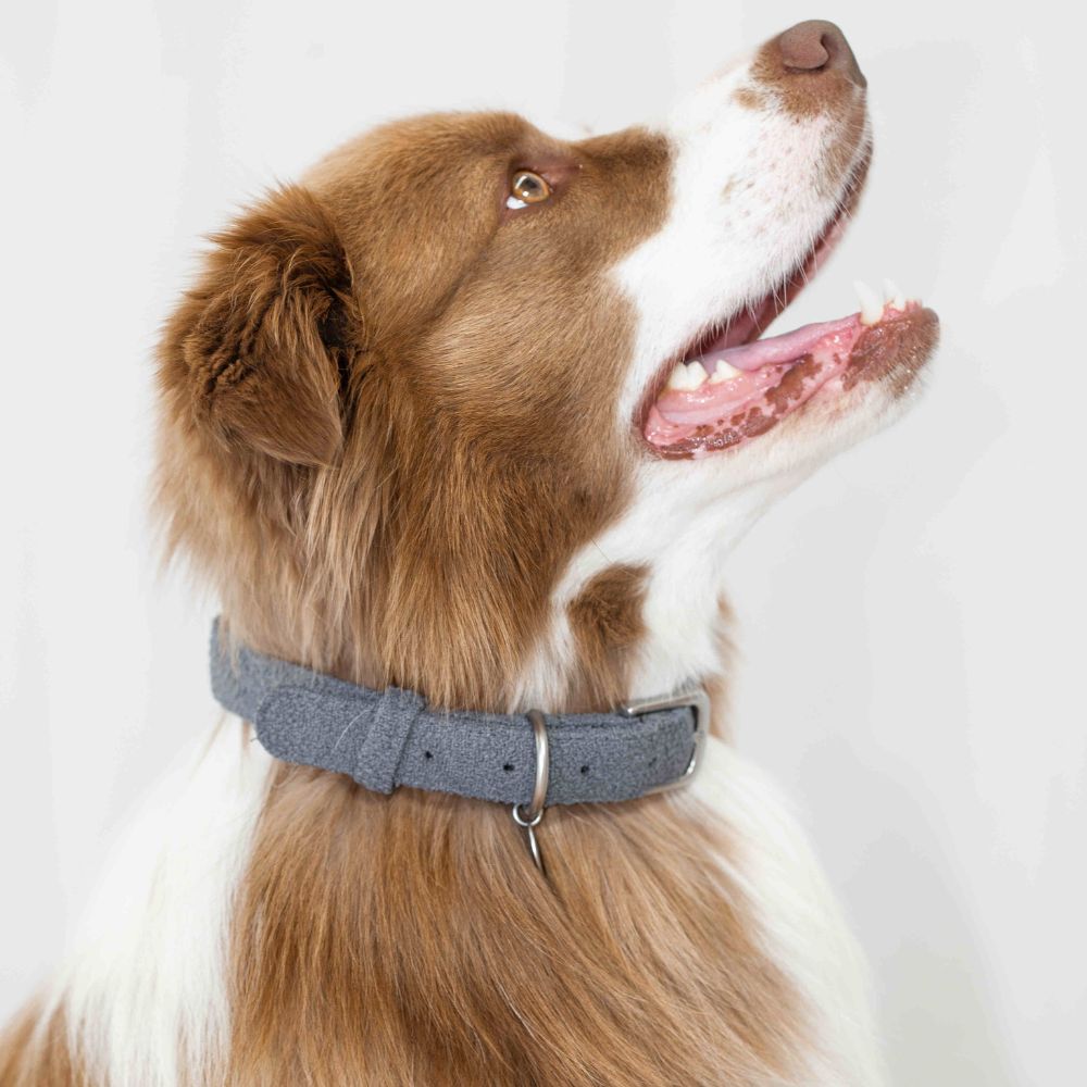 Dog wearing a gray collar on a white background