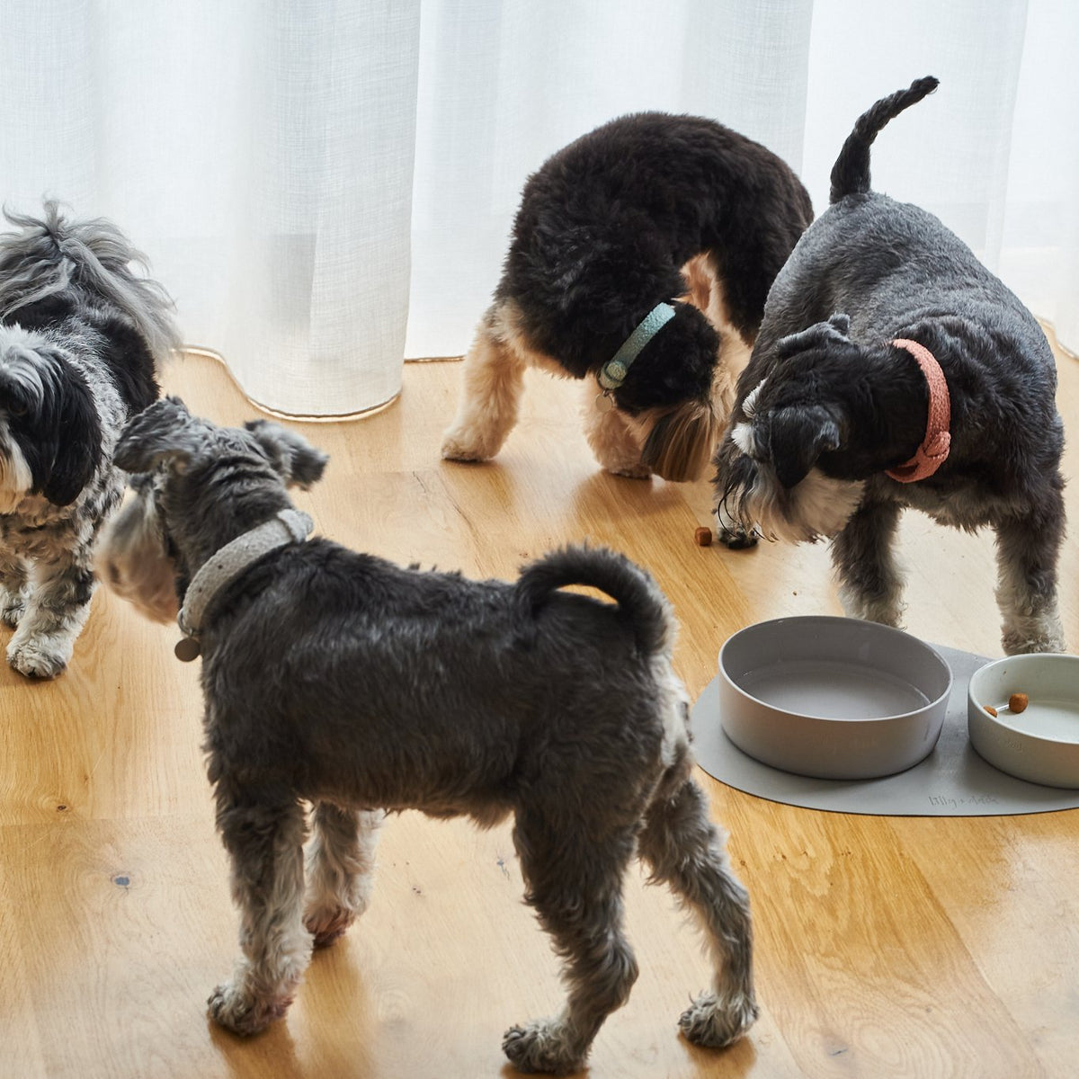 Four small dogs standing on a wooden floor with a bowl in front of them.