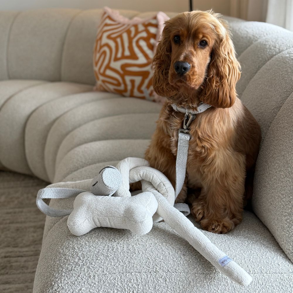 Dog sitting on a couch with a toy in front of it