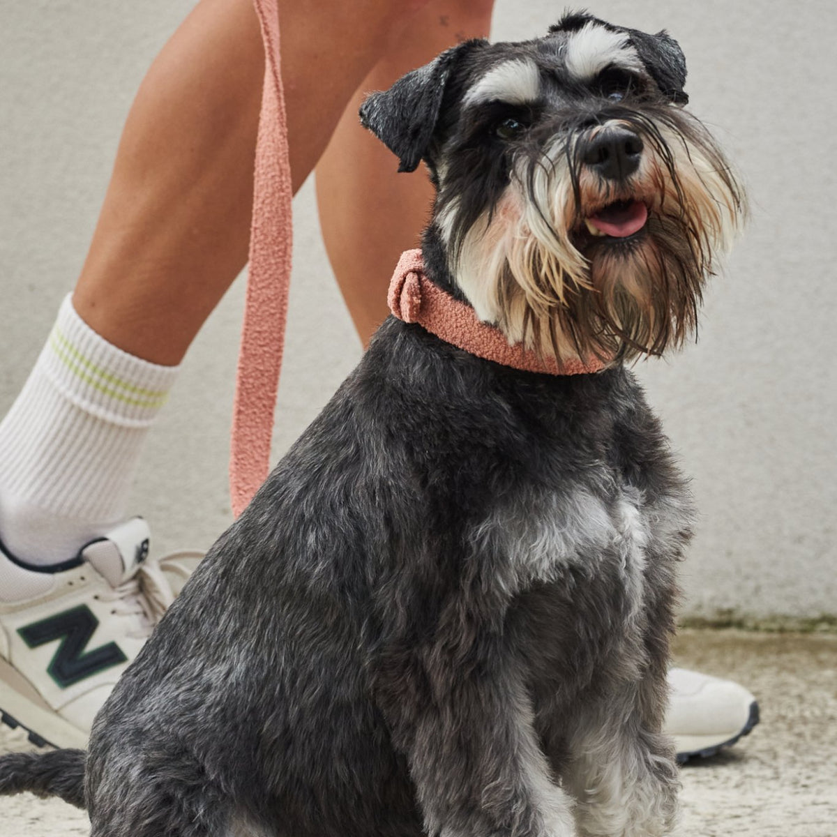 Small dog wearing a pink collar sitting next to a person's legs.