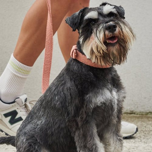 Small dog wearing a pink collar sitting next to a person's legs.
