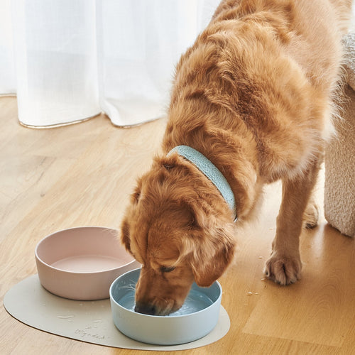 Dog drinking from a blue bowl on a wooden floor with a pink bowl in the background.