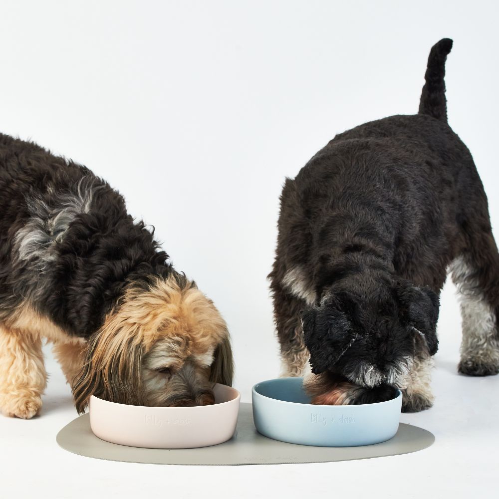 Two dogs eating from bowls on a light surface with a white background