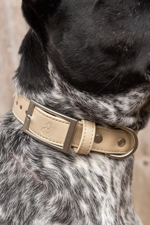 Dog wearing a beige leather collar with a metal buckle.