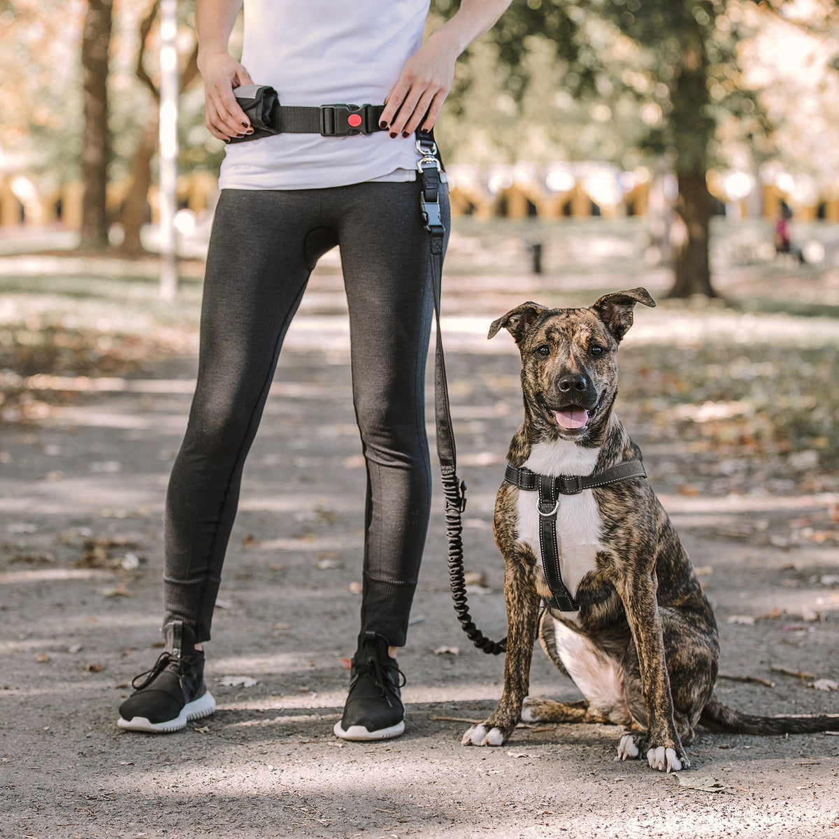 Person holding a dog leash with a dog sitting on a path in a park.