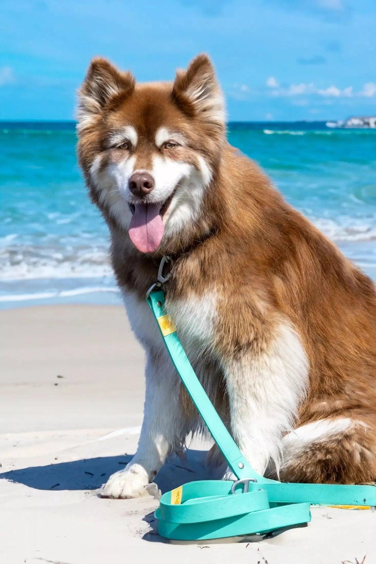 Dog on a leash at the beach with blue water and sky