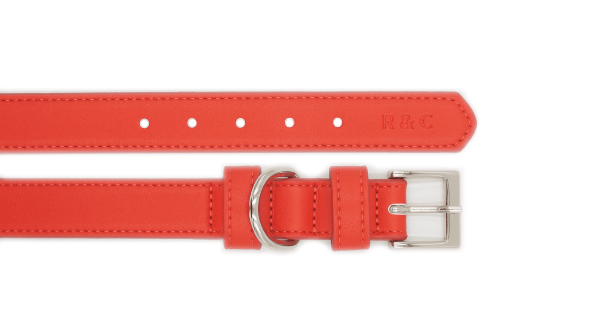 Red dog collar with a silver buckle on a white background