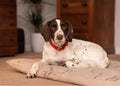 Dog lying on a cushion in a home setting with wooden furniture in the background