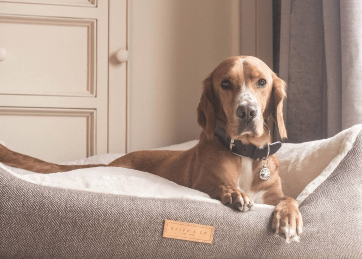 Dog lying on a cushion with a visible brand label in a home setting