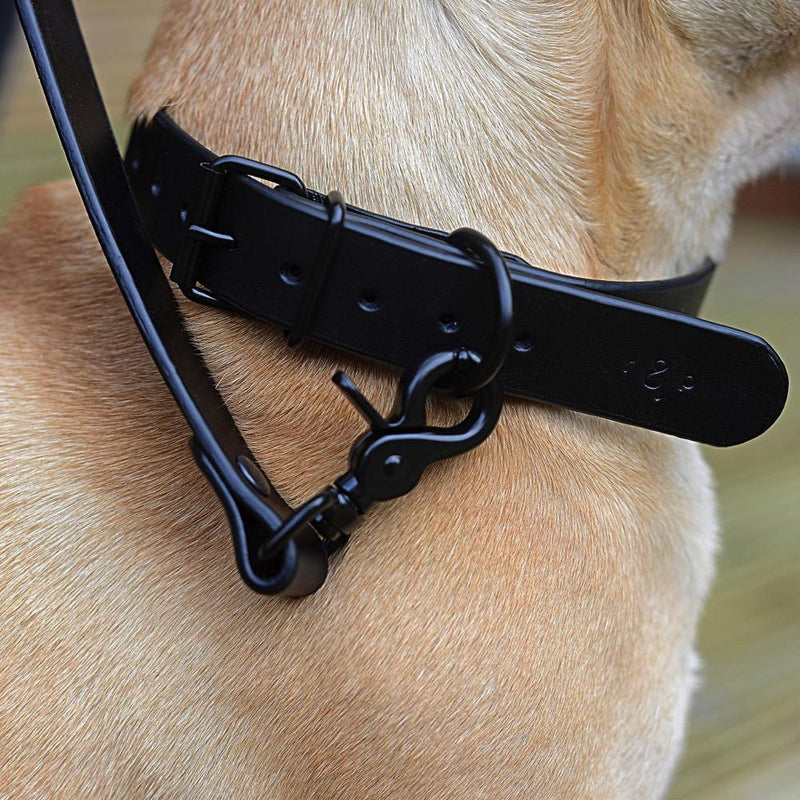 Close-up of a black dog leash attached to a collar on a dog's neck.