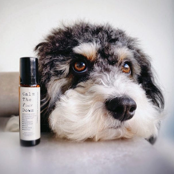 Dog with a bottle labeled 'Calm The Fur Down' on a light background