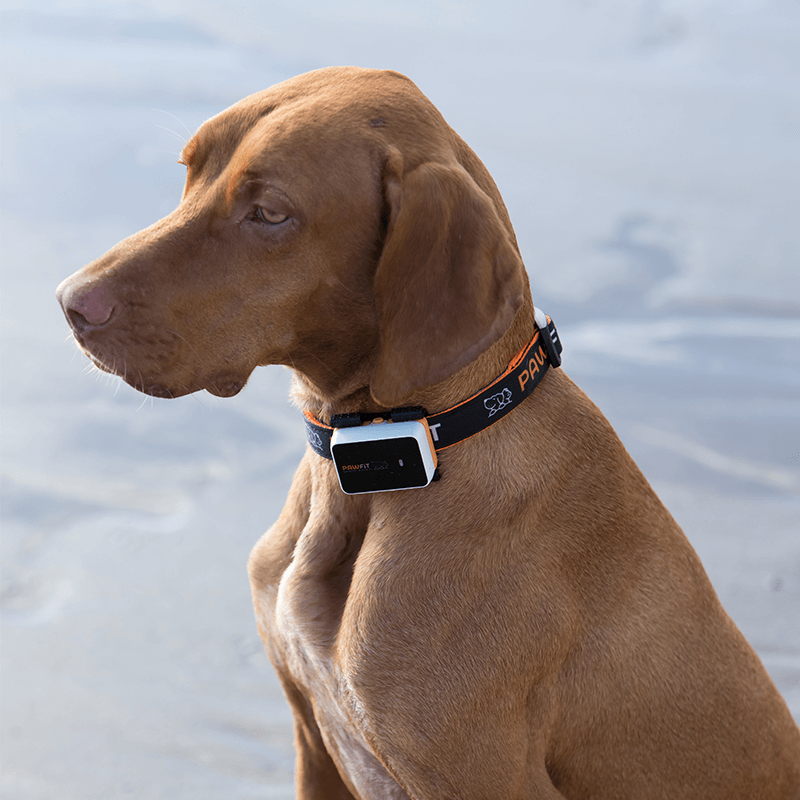 Brown dog wearing a GPS tracker on a blurred natural background