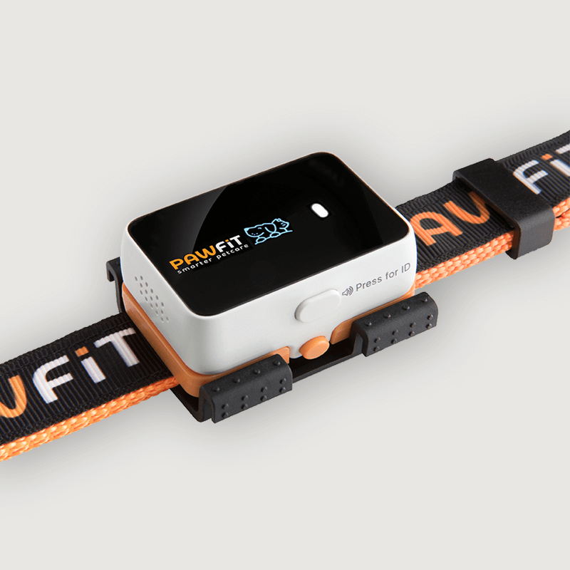 Pawfit dog collar with a device attached on a white background