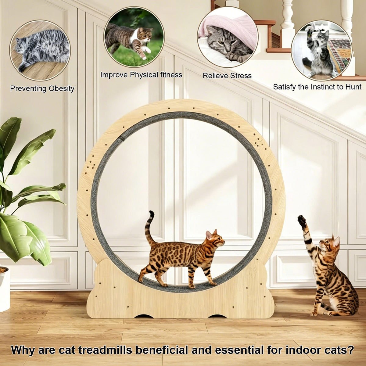Cat treadmill with a cat using it, surrounded by images of cats in various activities and text about benefits.