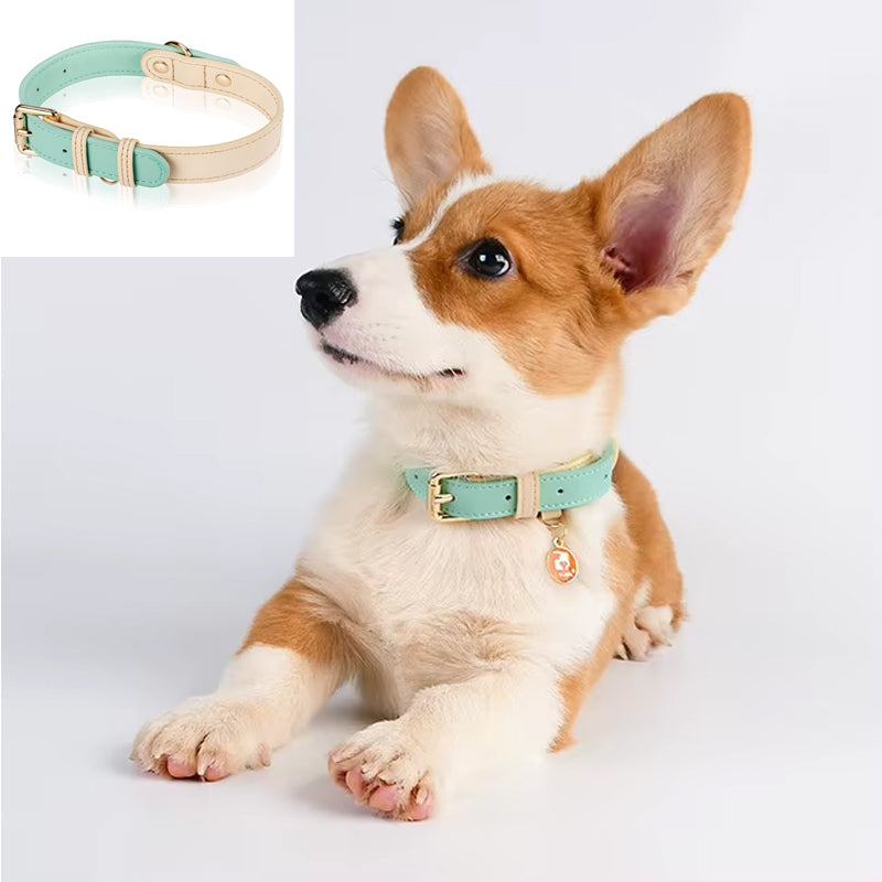 Dog wearing a turquoise collar with a gold buckle on a white background