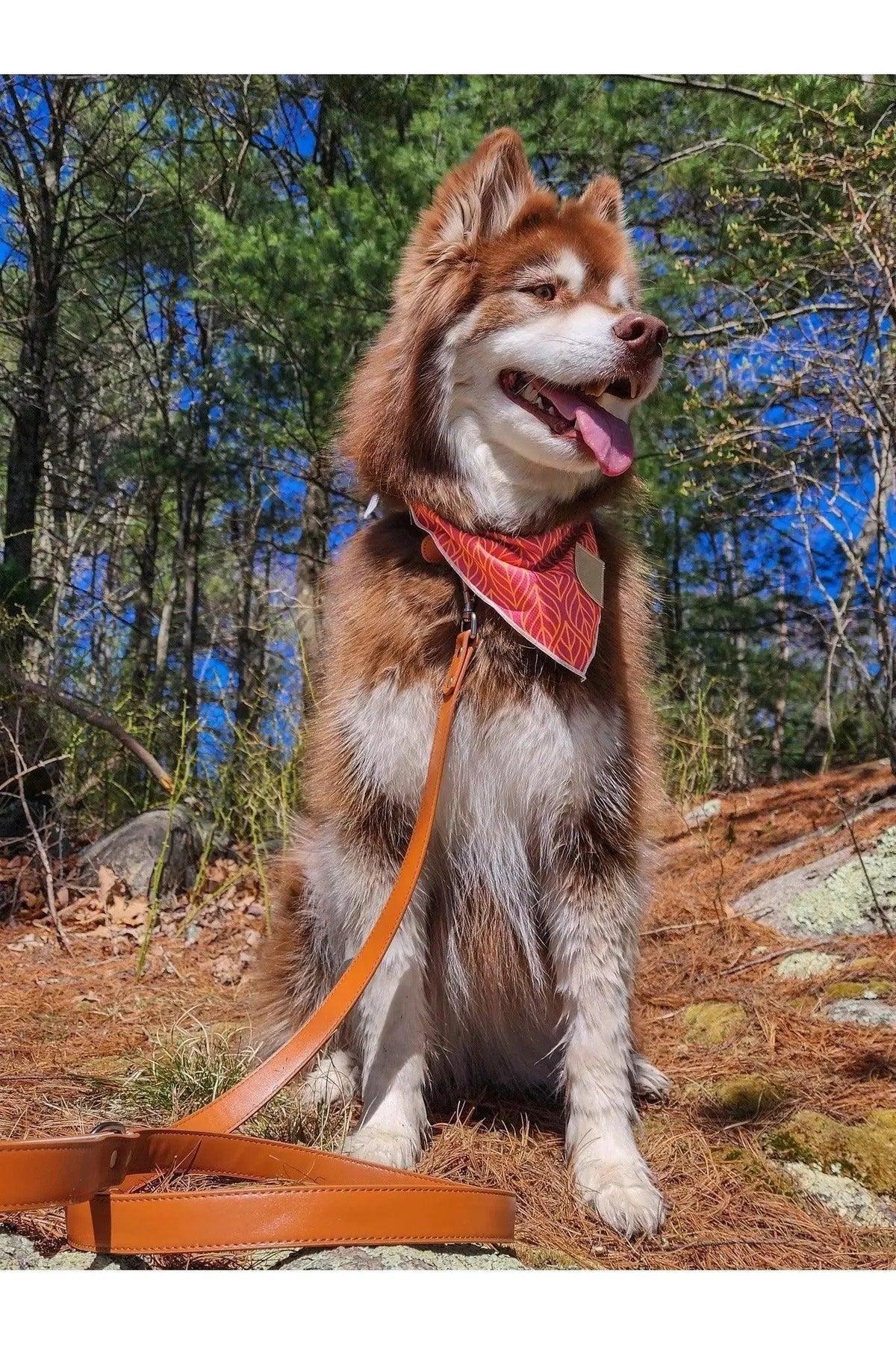 Dog on a leash in a forest setting