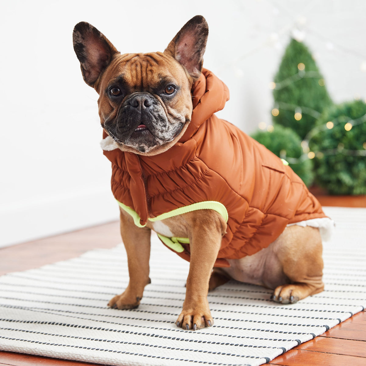 Dog wearing a Hazel puffer jacket on a wooden floor with a Christmas tree in the background