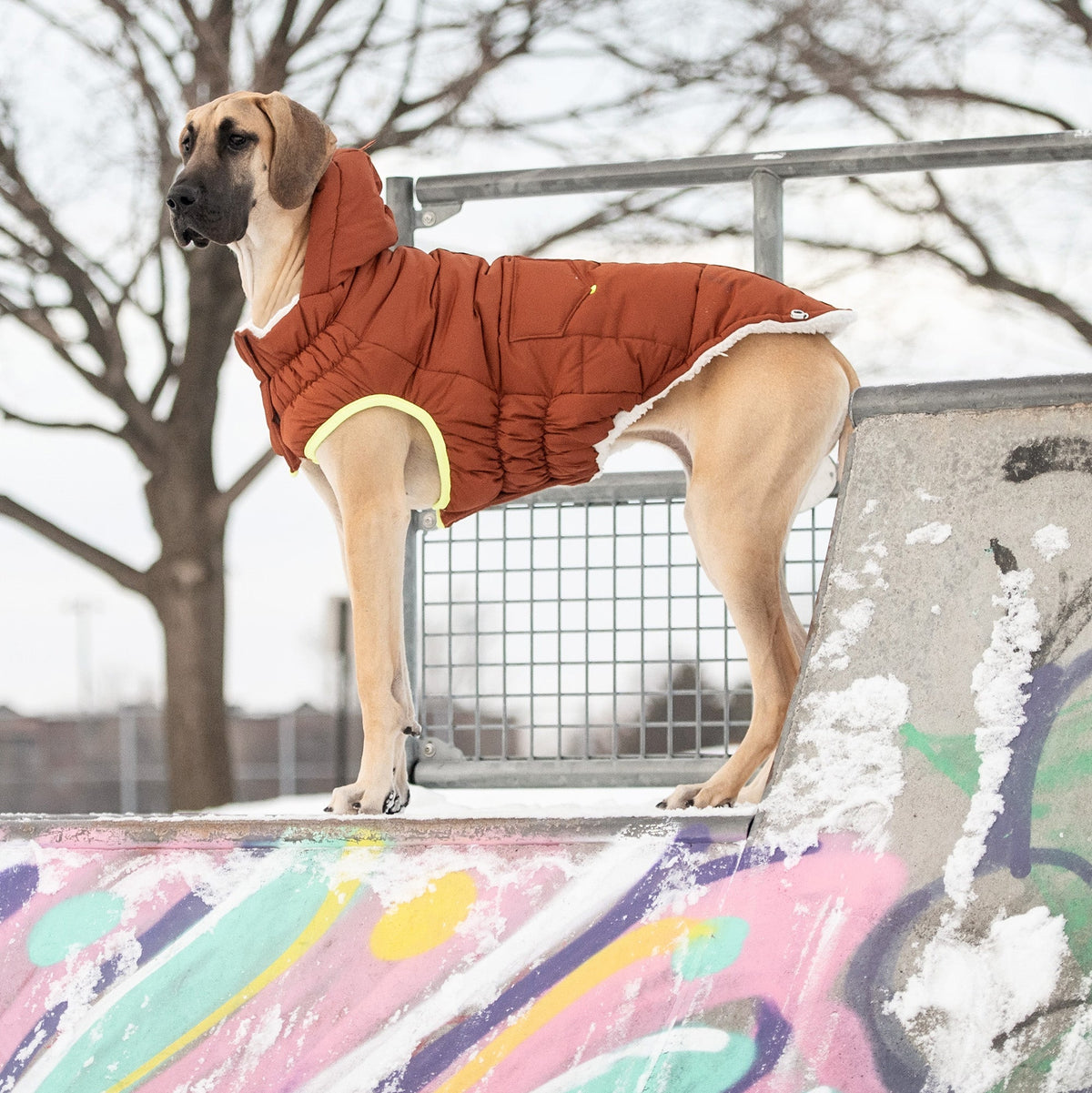 Dog wearing a Hazel puffer coat standing on a snowy surface with graffiti.