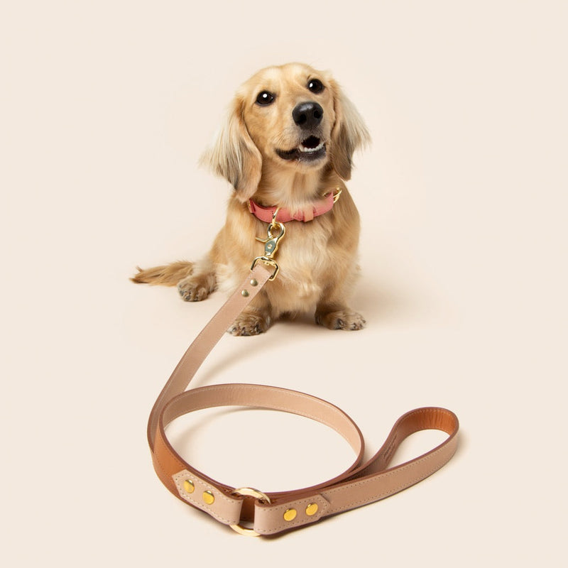 Dog with a pink collar and a brown leather leash on a beige background