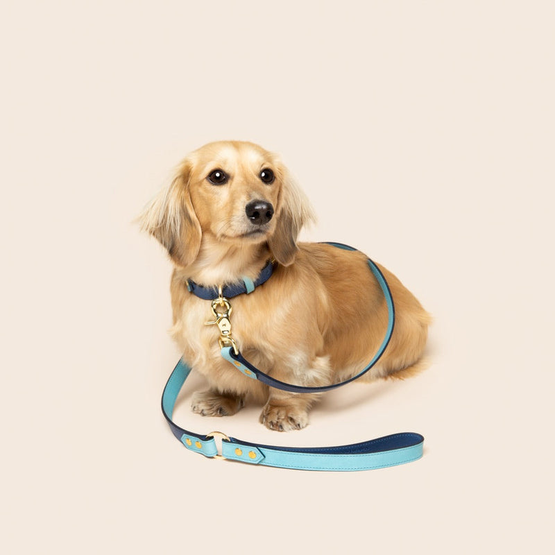 Dog wearing a blue collar and leash on a beige background
