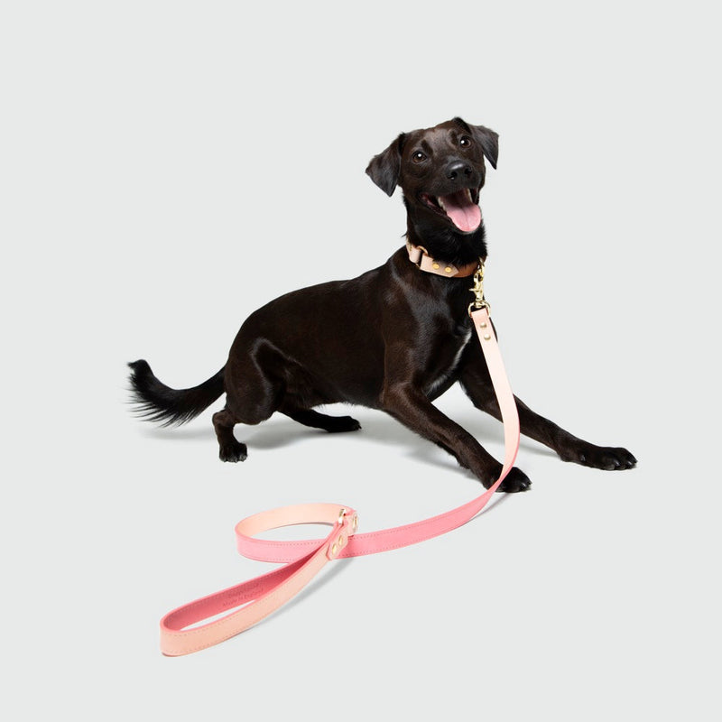 Black dog with a pink leash on a light gray background