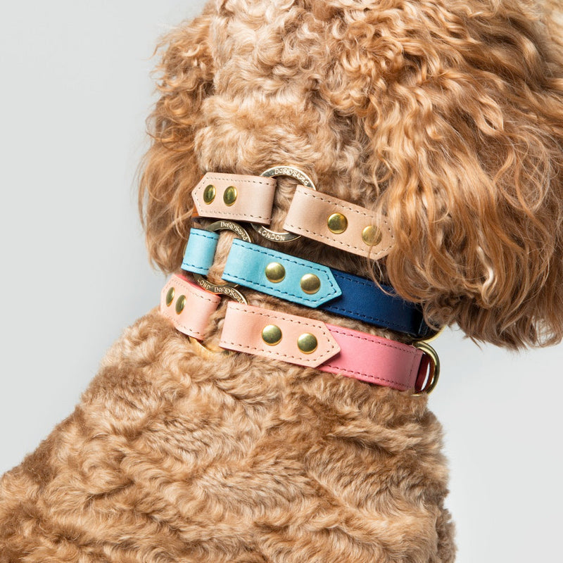 Dog wearing multiple colorful leather collars on a light gray background