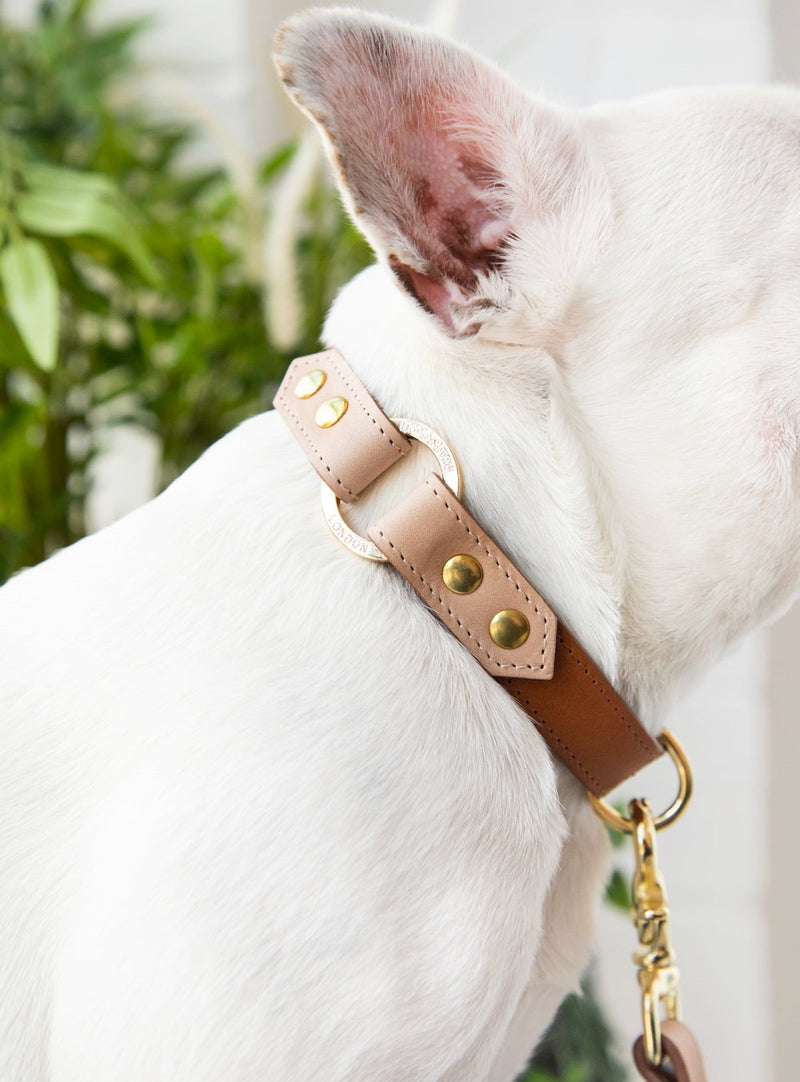 White dog wearing a pink and brown leather collar with gold hardware.