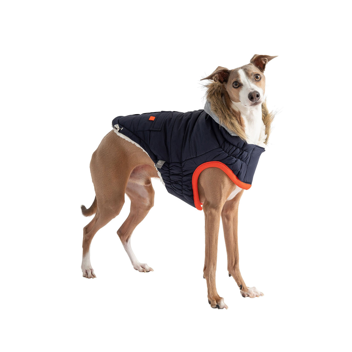 Dog wearing a blue puffer jacket with orange trim on a white background