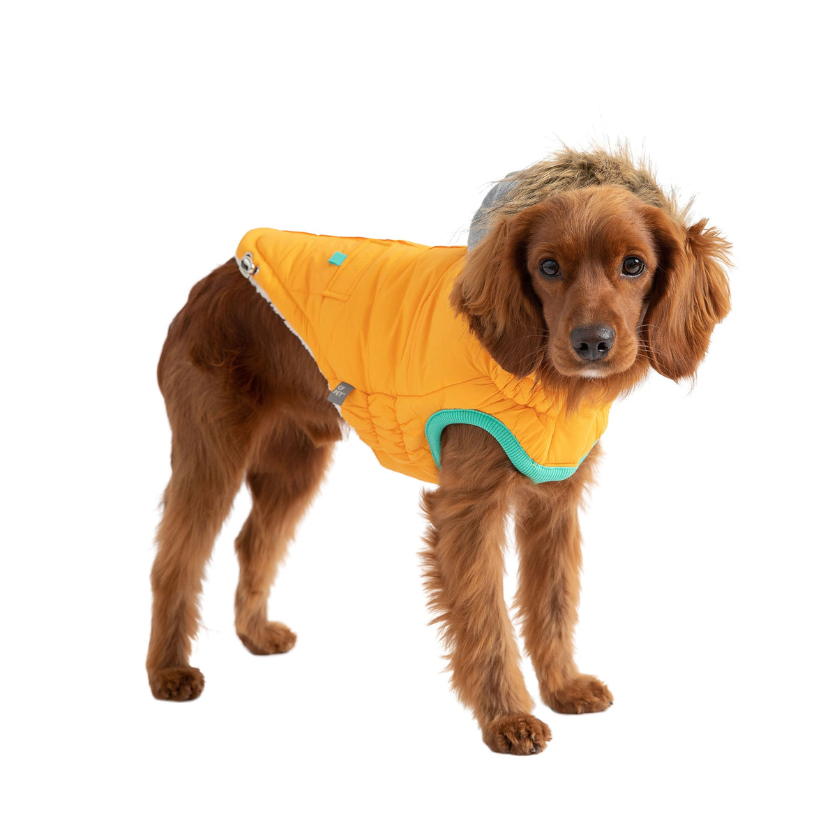 Dog wearing a yellow puffer coat with a hood on a white background