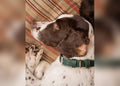 The Lignify Green Bio-Leather Collar | House of Terra