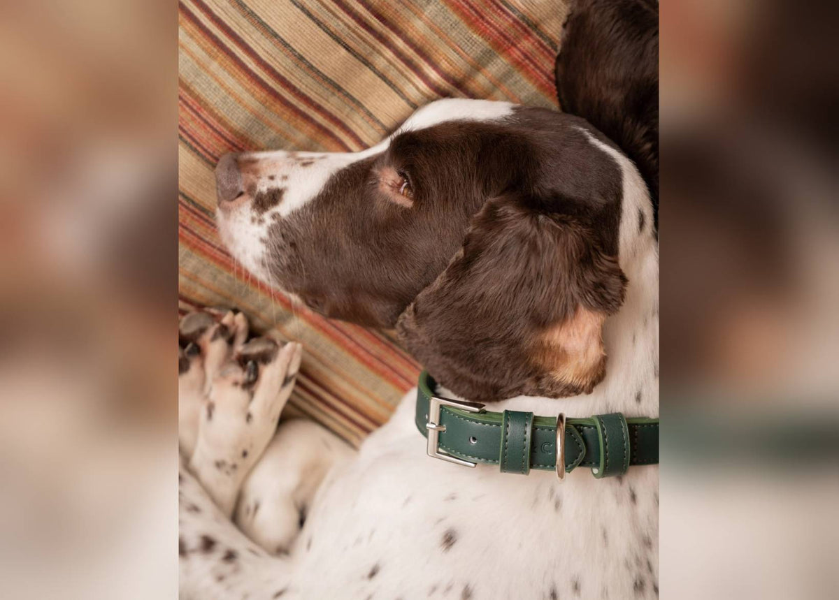 The Lignify Green Bio-Leather Collar | House of Terra