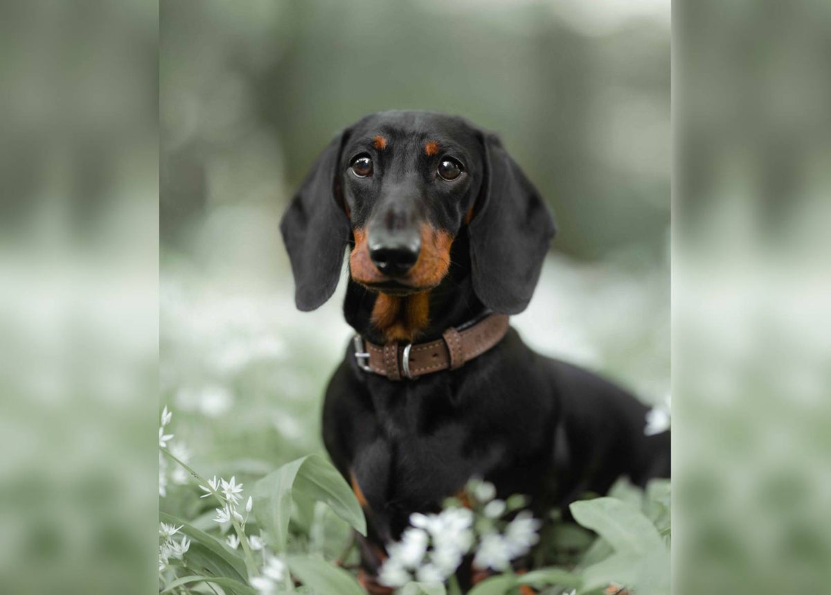 The Lincoln Collar | House of Terra