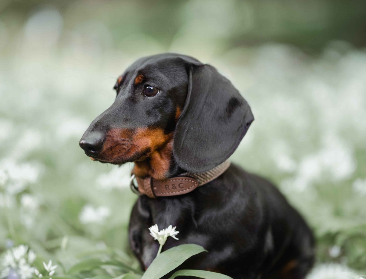 The Lincoln Collar | House of Terra