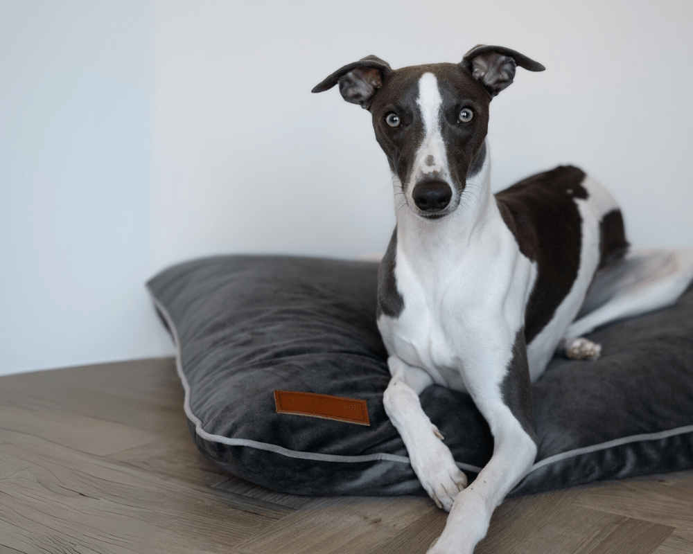 The Grey Orthopaedic Crate Mattress | House of Terra