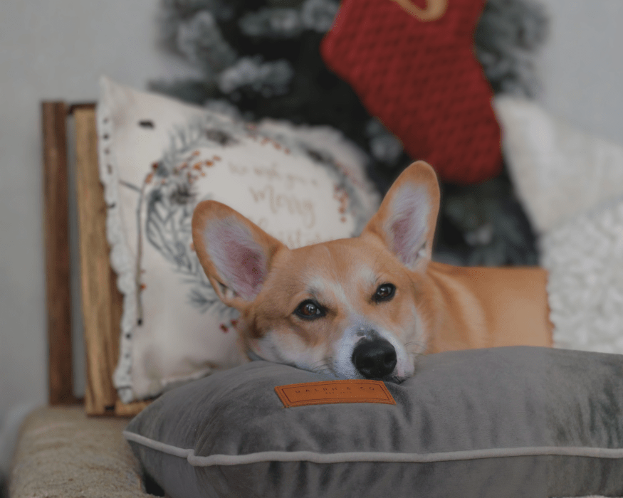 The Grey Orthopaedic Crate Mattress | House of Terra
