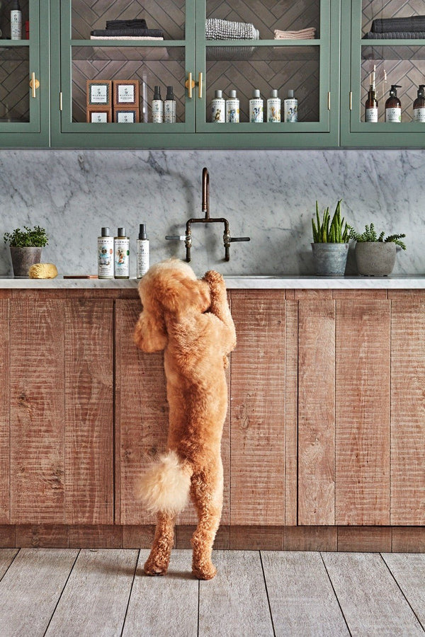The WildWash Senior Botanical Pet Shampoo (250ml) | House of Cura