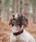 The Oxblood Lignify Collar | House of Terra