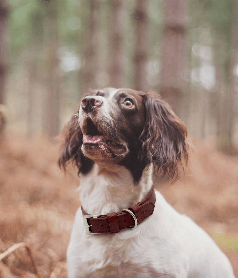 The Oxblood Lignify Collar | House of Terra