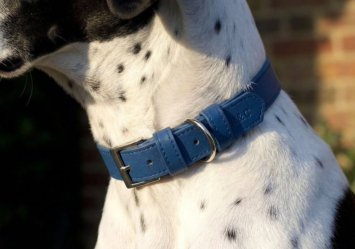 The Royal Blue Lignify Collar | House of Terra
