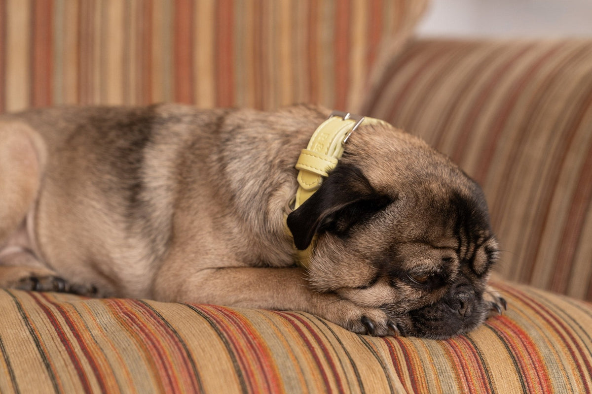 The Yellow Lignify Collar | House of Terra